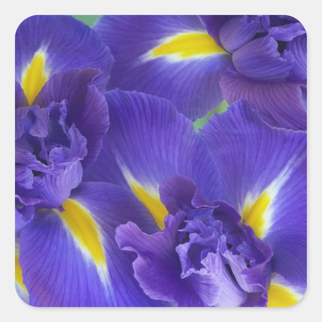Iris-Blume Quadratischer Aufkleber (Vorderseite)