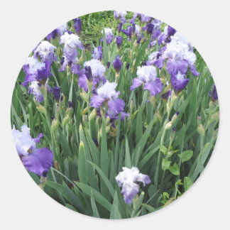 Iris-Blume Runder Aufkleber