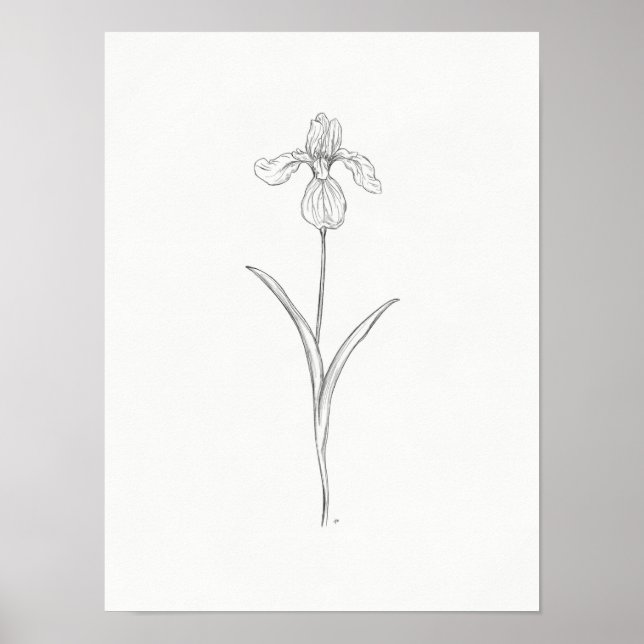 Iris Blume Sketch Print Poster (Vorne)