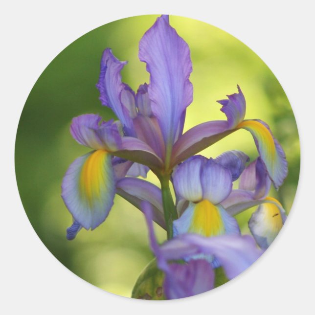 Iris Blume Stickers (Vorderseite)
