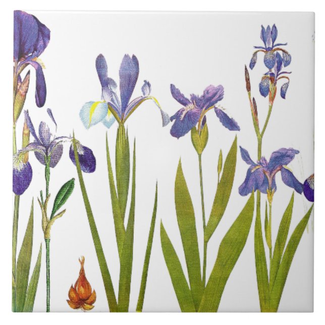 Iris-Blumengarten-botanische Blumen-Fliese Fliese (Vorderseite)