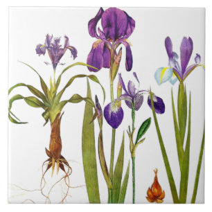 Iris-Blumengarten-Botanische-Blumen-Kachel Fliese