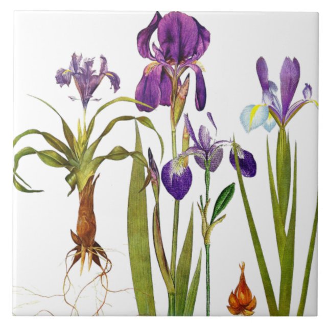Iris-Blumengarten-Botanische-Blumen-Kachel Fliese (Vorderseite)