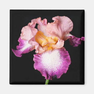 Iris-Blumenmagnet Magnet