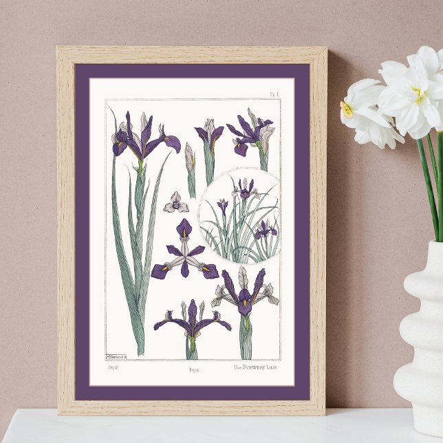 Iris Botanical Verneuil Poster (Von Creator hochgeladen)