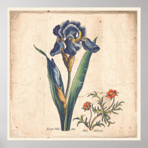 Iris-botanische Druck-Antiken-Illustration Poster