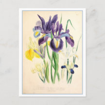 Iris Botanische Illustration Vintag