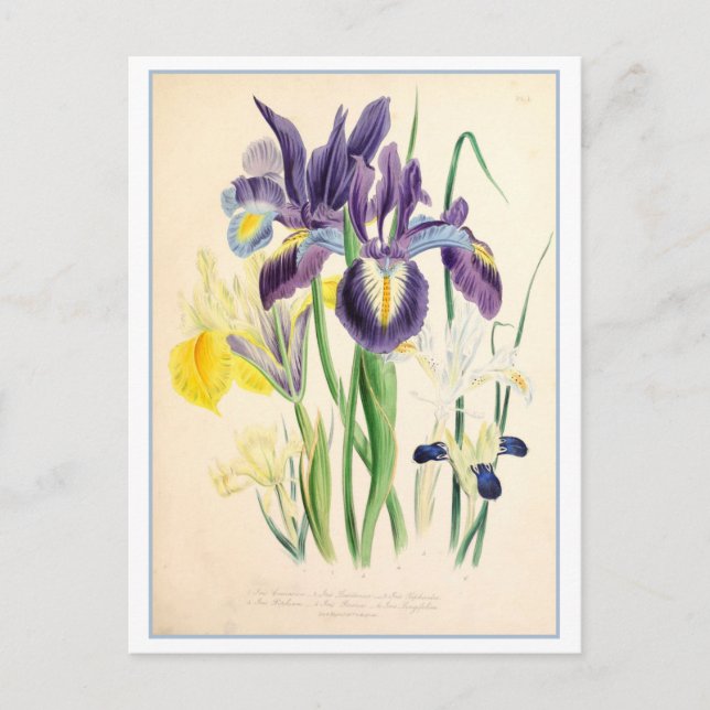 Iris Botanische Illustration Vintag Postkarte (Vorderseite)