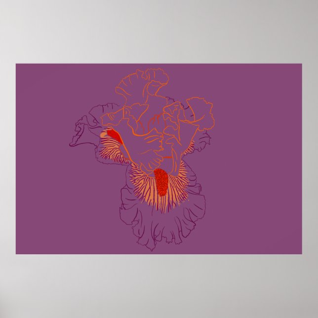 Iris Botanische Strichzeichnung Poster (Vorne)