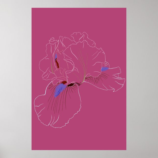 Iris Botanische Strichzeichnung Poster (Vorne)