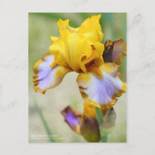 Iris "Brown Lasso" [Postkarte] Postkarte