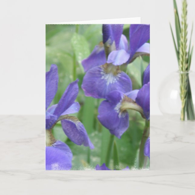 Iris Bulbs Grußkarte Karte (Vorderseite)
