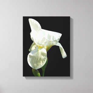 Iris Canvas Print Leinwanddruck
