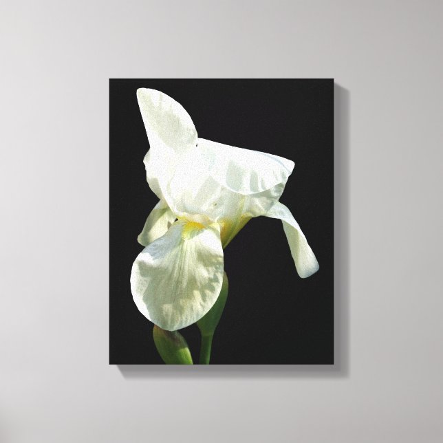 Iris Canvas Print Leinwanddruck (Vorderseite)