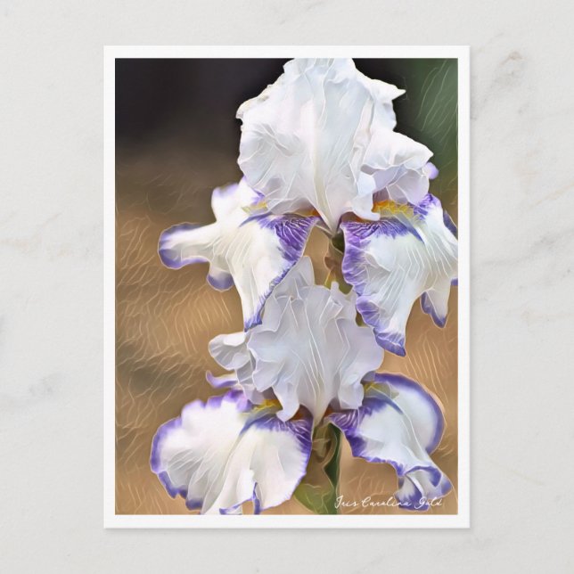 Iris Carolina Gold Postkarte (Vorderseite)