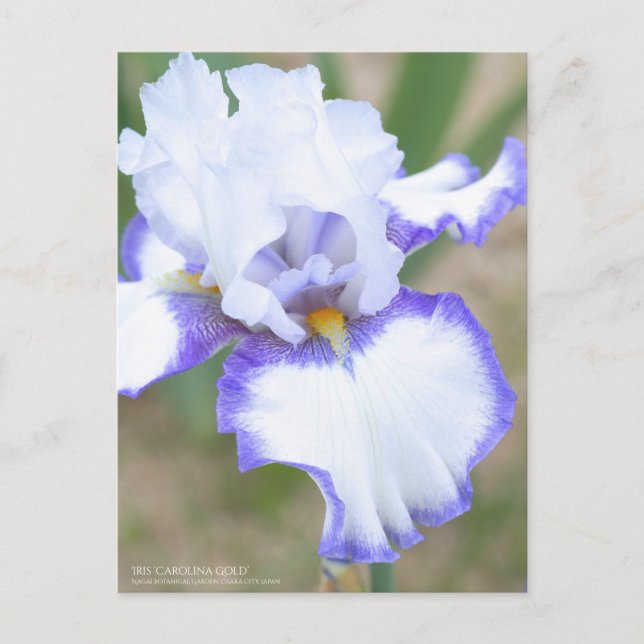 Iris "Carolina Gold":Postkarte Postkarte (Vorderseite)