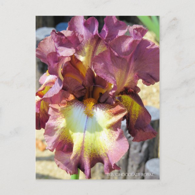 Iris "Chocolate Royal" [Postcard] Postkarte (Vorderseite)