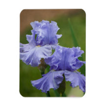 Iris Delight