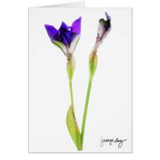 "Iris" durch J. Maya Luz