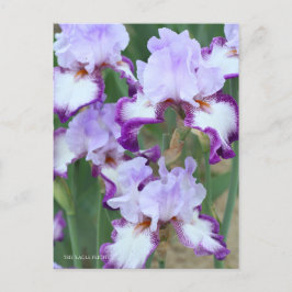 Iris ‘Eagle Flight’ [Postcard] ポストカード Postkarte