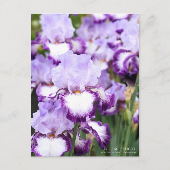 Iris "Eagle Flight" [Postkarte] Postkarte (Vorderseite)