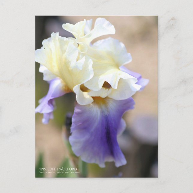 Iris "Edith Wolford" [Postcard] Postkarte (Vorderseite)