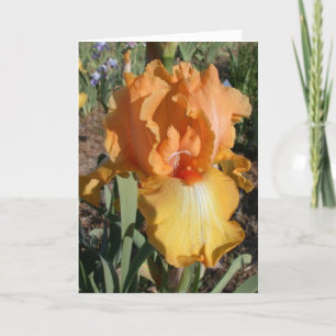 Iris erhält wohle Karte