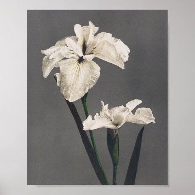 Iris - farbiges Foto - Japan Poster (Vorne)