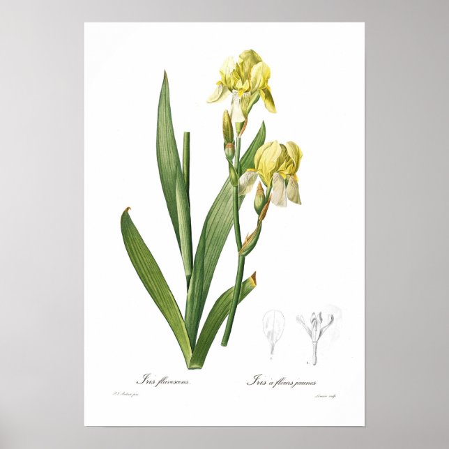Iris flavescens poster (Vorne)