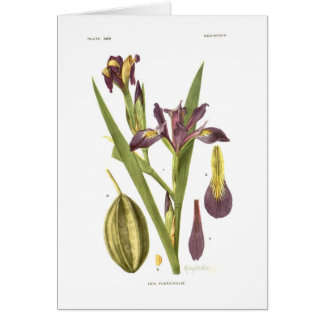 Iris flexicaulis durch Mary E Eaton