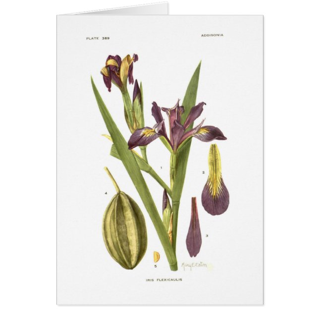Iris flexicaulis durch Mary E Eaton (Vorne)