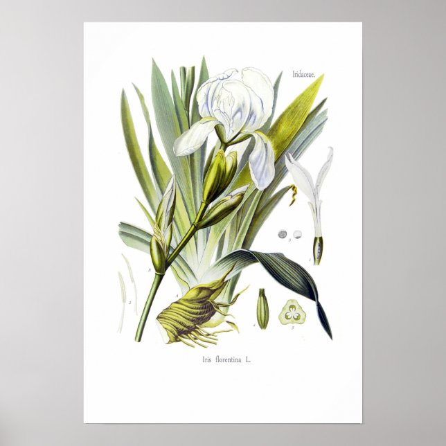 Iris florentina poster (Vorne)