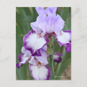 Iris "Flug" Postkarte] ポ ス ト Eド Postkarte