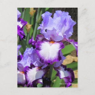 Iris "Flug" Postkarte] ポ ス ト Eド Postkarte
