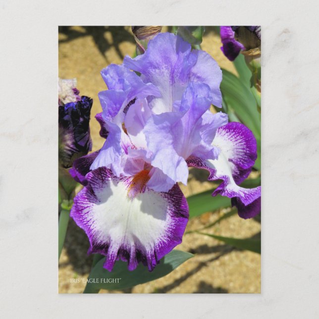 Iris "Flug" Postkarte] ポ ス ト Eド Postkarte (Vorderseite)