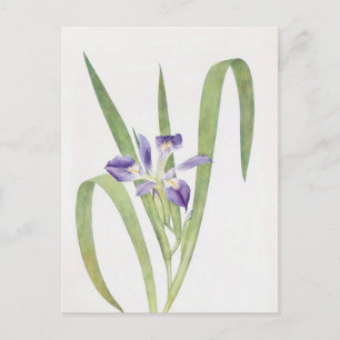 Iris Foliosa von William Dykes Postkarte