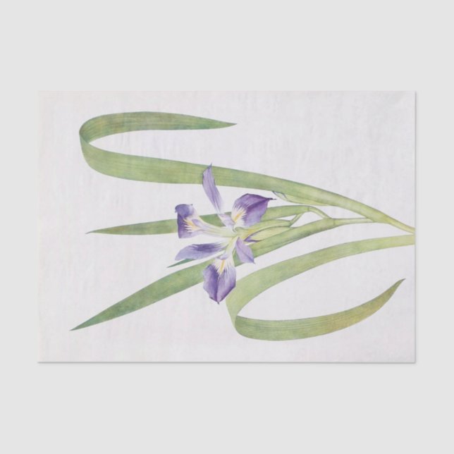 Iris Foliosa von William Dykes Seidenpapier (Vorderseite)