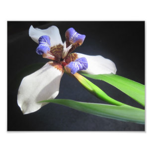 Iris Foto Print