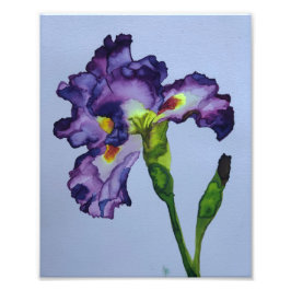 Iris Fotodruck