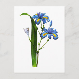 Iris Frangee von Joseph Pierre Redoute Postkarte