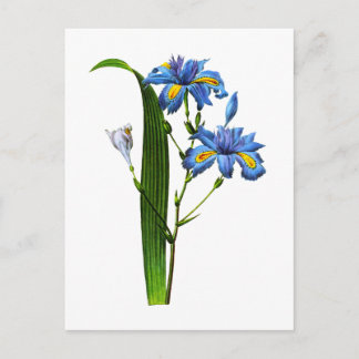 Iris Frangee von Joseph Pierre Redoute Postkarte