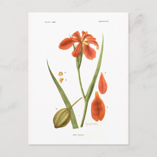 Iris fulva postkarte (Vorderseite)