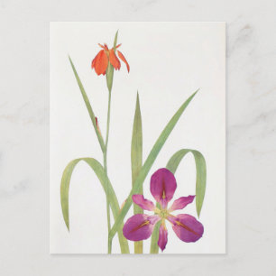 Iris Fulva und Iris Fulvala von William Dykes Postkarte