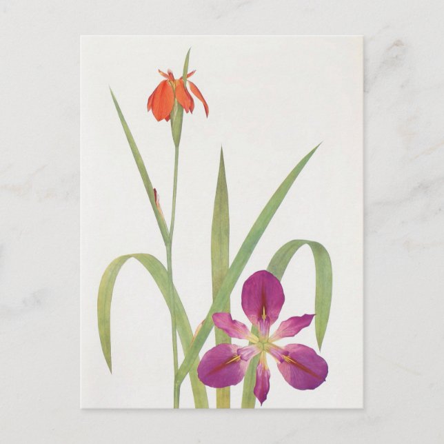Iris Fulva und Iris Fulvala von William Dykes Postkarte (Vorderseite)
