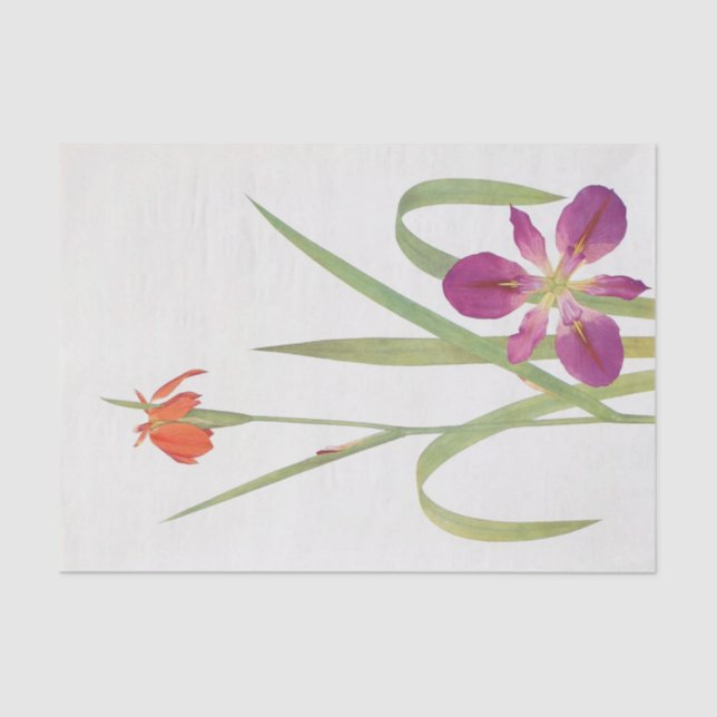 Iris Fulva und Iris Fulvala von William Dykes Seidenpapier (Vorderseite)