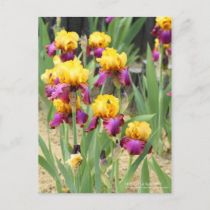 Iris "Gala Madrid" [Postkarte] Postkarte
