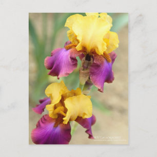 Iris "Gala Madrid" [Postkarte] Postkarte