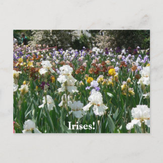 Iris Garden 4 Postkarte