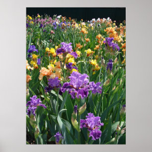Iris Garden Lila Irische Hütte Blumenposter Poster