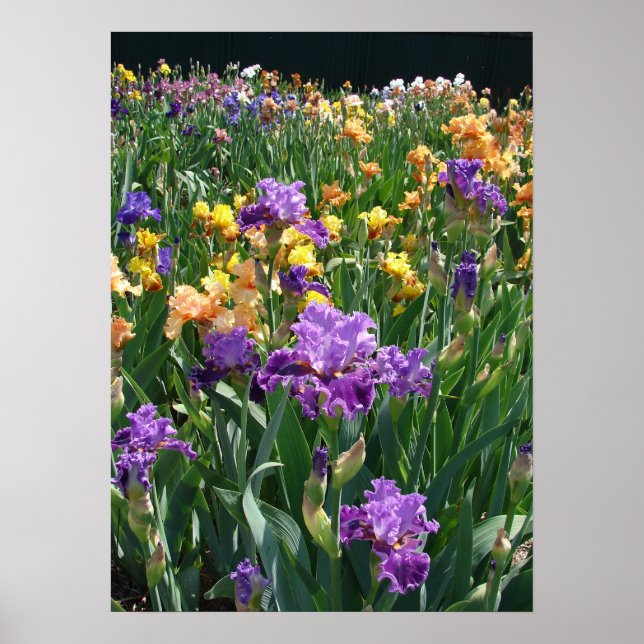 Iris Garden Lila Irische Hütte Blumenposter Poster (Vorne)